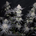 Tropicana Cookies FF (FastBuds) feminizowane