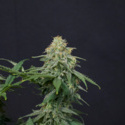 Wedding Cheesecake FF (FastBuds) feminizowane