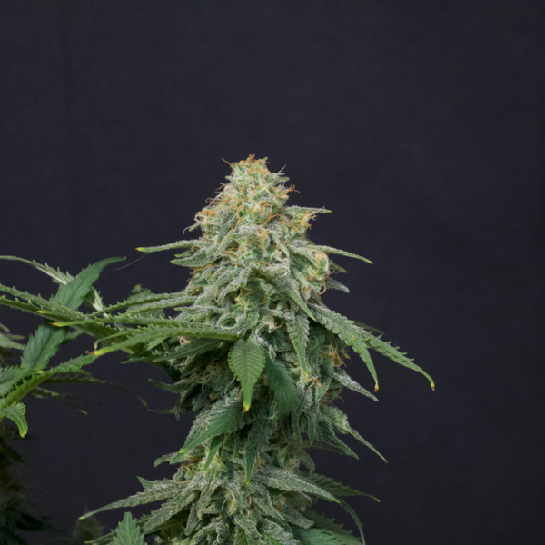 Wedding Cheesecake FF (FastBuds) feminizowane