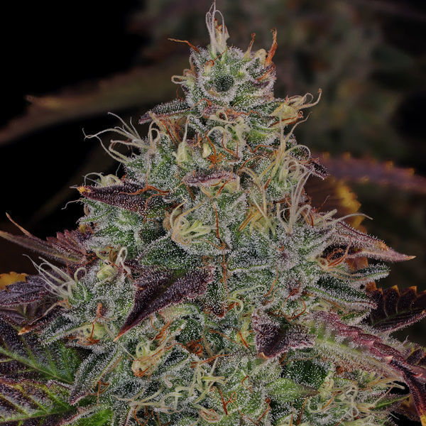 Jealousy (Zamnesia Seeds) feminizowane