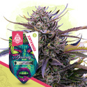 Jealousy (Zamnesia Seeds) feminizowane
