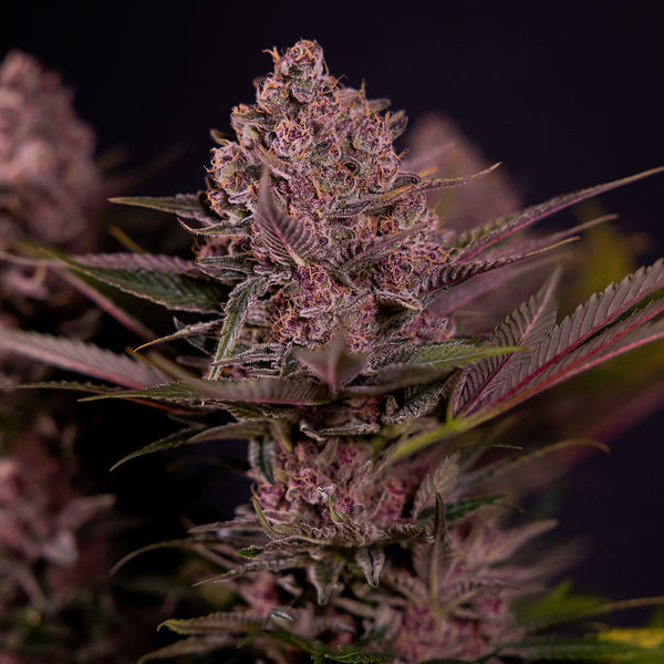 Biscotti (Zamnesia Seeds) feminizowane