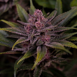 Biscotti (Zamnesia Seeds) feminizowane