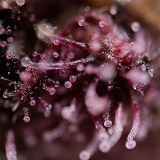 Biscotti (Zamnesia Seeds) feminizowane