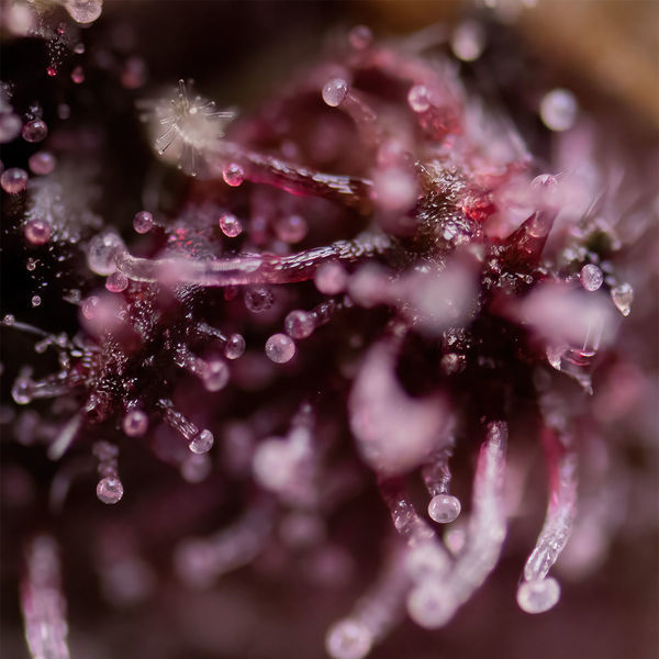 Biscotti (Zamnesia Seeds) feminizowane