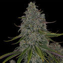 Strawberry Cough (Zamnesia Seeds) feminizowane
