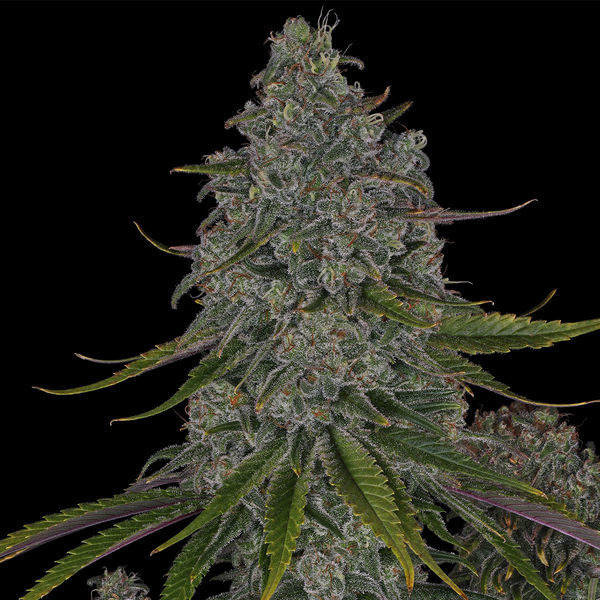 Strawberry Cough (Zamnesia Seeds) feminizowane