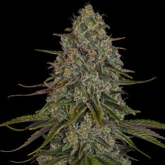 Strawberry Cough (Zamnesia Seeds) feminizowane