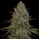 Strawberry Cough (Zamnesia Seeds) feminizowane