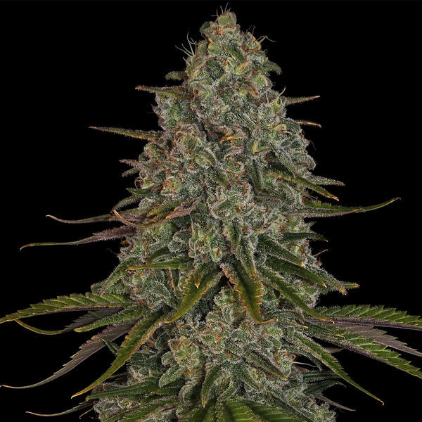 Strawberry Cough (Zamnesia Seeds) feminizowane