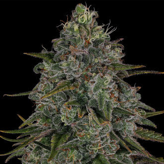 Strawberry Cough (Zamnesia Seeds) feminizowane