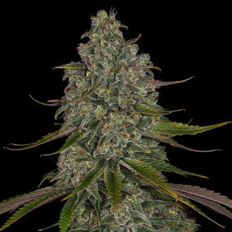 Strawberry Cough (Zamnesia Seeds) feminizowane