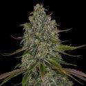 Strawberry Cough (Zamnesia Seeds) feminizowane