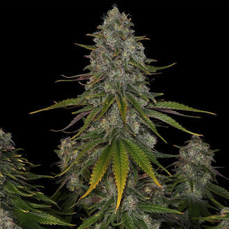 Strawberry Cough (Zamnesia Seeds) feminizowane