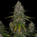 Strawberry Cough (Zamnesia Seeds) feminizowane