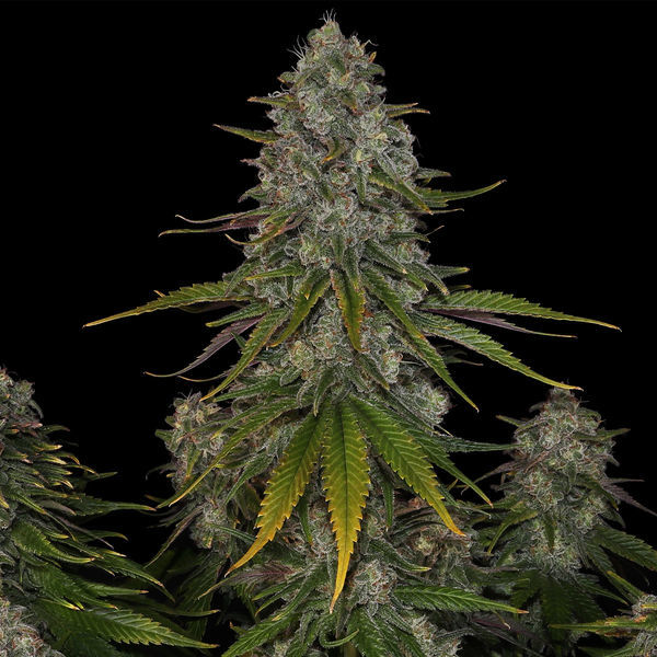 Strawberry Cough (Zamnesia Seeds) feminizowane