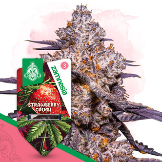 Strawberry Cough (Zamnesia Seeds) feminizowane
