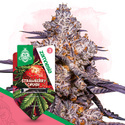 Strawberry Cough (Zamnesia Seeds) feminizowane