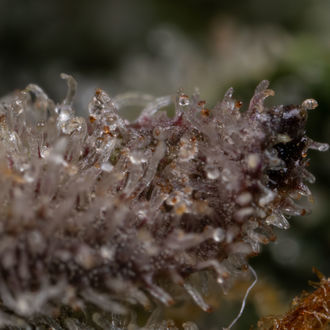 Czarna Orchidea Automat (Zamnesia Seeds) feminizowana