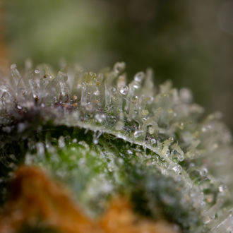 Czarna Orchidea Automat (Zamnesia Seeds) feminizowana