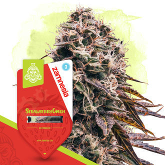 Strawberry Cough Automat (Zamnesia Seeds) feminizowane