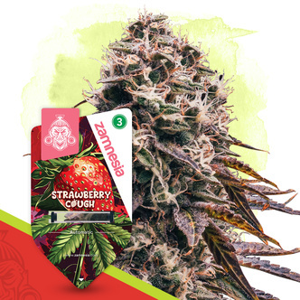 Strawberry Cough Automat (Zamnesia Seeds) feminizowane