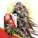 Strawberry Cough Automat (Zamnesia Seeds) feminizowane