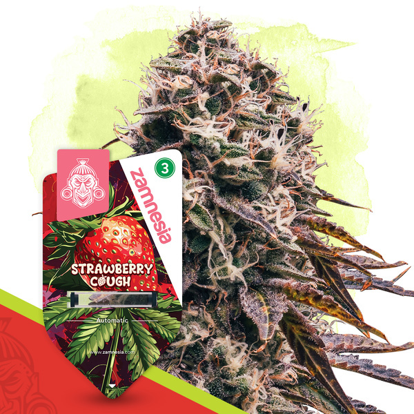 Strawberry Cough Automat (Zamnesia Seeds) feminizowane