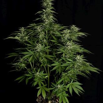 Hyperion F1 Automat (Royal Queen Seeds) Nasiona marihuany feminizowane