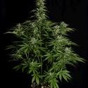 Hyperion F1 Automat (Royal Queen Seeds) Nasiona marihuany feminizowane