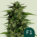 Hyperion F1 Automat (Royal Queen Seeds) Nasiona marihuany feminizowane