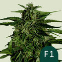 Apollo F1 Automat (Royal Queen Seeds) Nasiona feminizowane