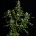 Titan F1 Automat (Royal Queen Seeds) Nasiona feminizowane