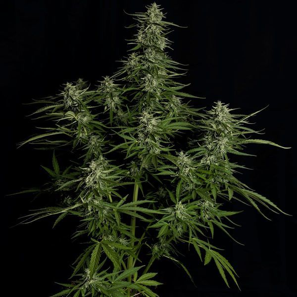 Titan F1 Automat (Royal Queen Seeds) Nasiona feminizowane