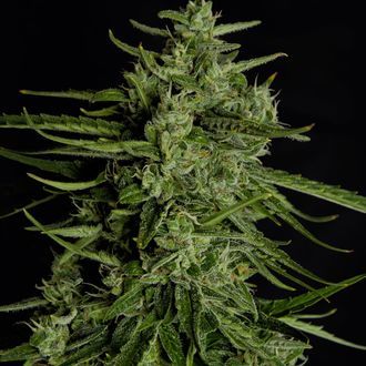 Titan F1 Automat (Royal Queen Seeds) Nasiona feminizowane