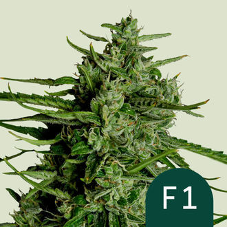 Titan F1 Automat (Royal Queen Seeds) Nasiona feminizowane