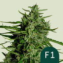 Titan F1 Automat (Royal Queen Seeds) Nasiona feminizowane
