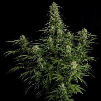 Milky Way F1 Automat (Royal Queen Seeds) feminizowane