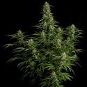 Milky Way F1 Automat (Royal Queen Seeds) feminizowane