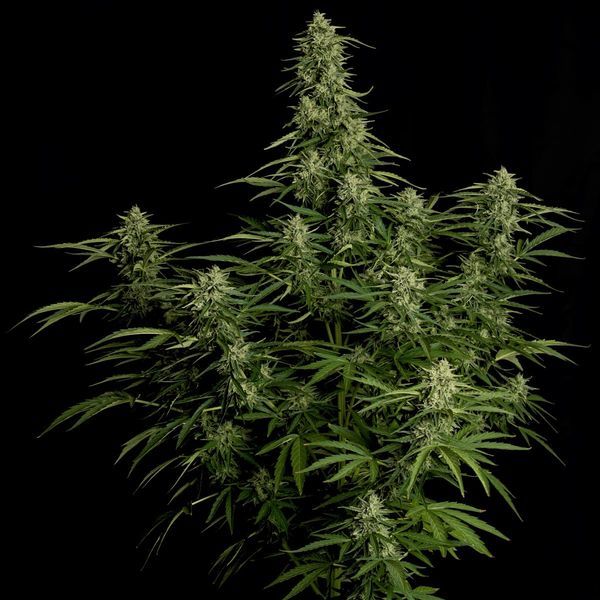 Milky Way F1 Automat (Royal Queen Seeds) feminizowane