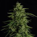 Milky Way F1 Automat (Royal Queen Seeds) feminizowane