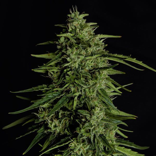 Milky Way F1 Automat (Royal Queen Seeds) feminizowane