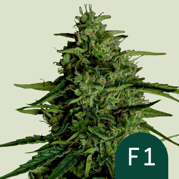 Milky Way F1 Automat (Royal Queen Seeds) feminizowane