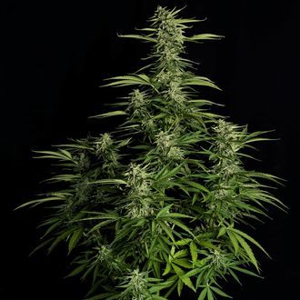Orion F1 Automat (Royal Queen Seeds) feminizowane