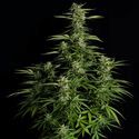 Orion F1 Automat (Royal Queen Seeds) feminizowane