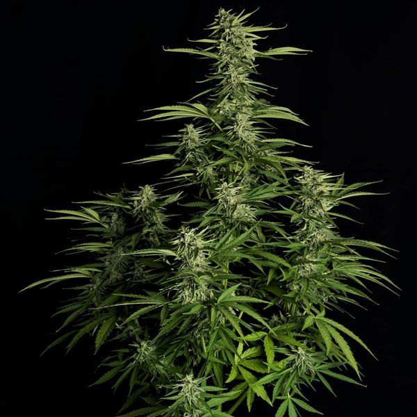 Orion F1 Automat (Royal Queen Seeds) feminizowane