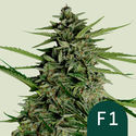 Orion F1 Automat (Royal Queen Seeds) feminizowane
