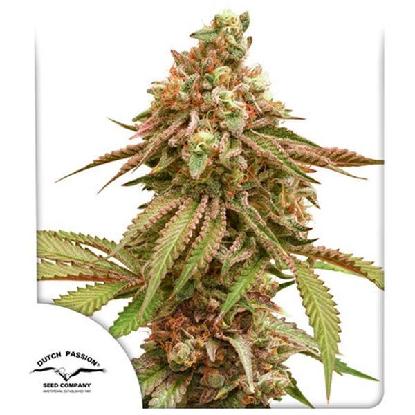 Tropical Tangie (Dutch Passion) feminizowane