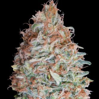 Banana Cookies (Advanced Seeds) feminizowane
