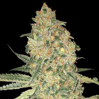 Bruce Banner (Advanced Seeds) feminizowane